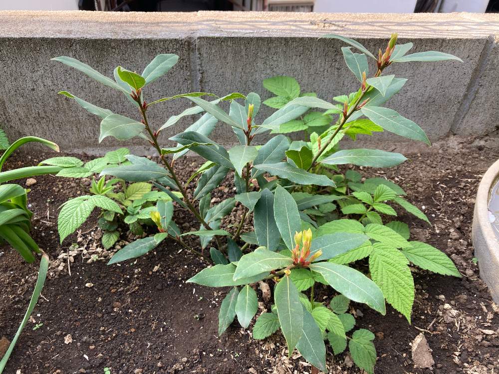 月桂樹の投稿画像 By 枸杞さん ローリエとクサイチゴと小さな庭とローレルと庭木とハーブとローリエ 木とメディカルハーブとローレルと庭木とハーブとローリエ 木とメディカルハーブ 21月4月3日 Greensnap グリーンスナップ Greensnap グリーンスナップ