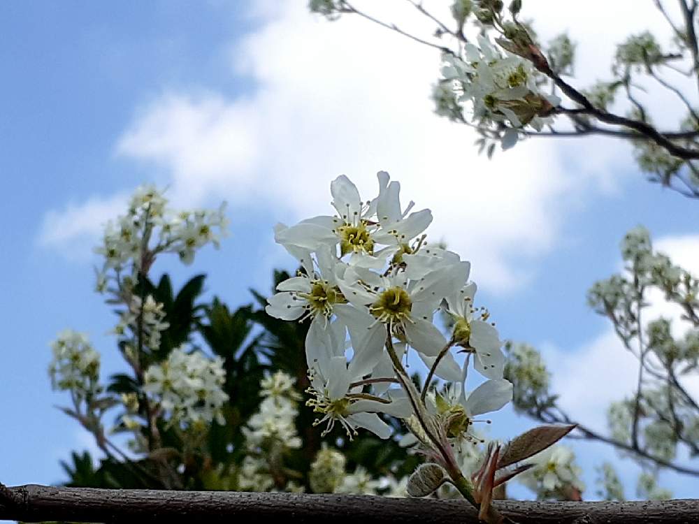 スマホ撮影の投稿画像 By さくら貝さん 景色と雲仲間と 雲のアート と 季節の花を生ける と季節の花と風景と花びらとお花と雲のアート 21月4月3日 Greensnap グリーンスナップ