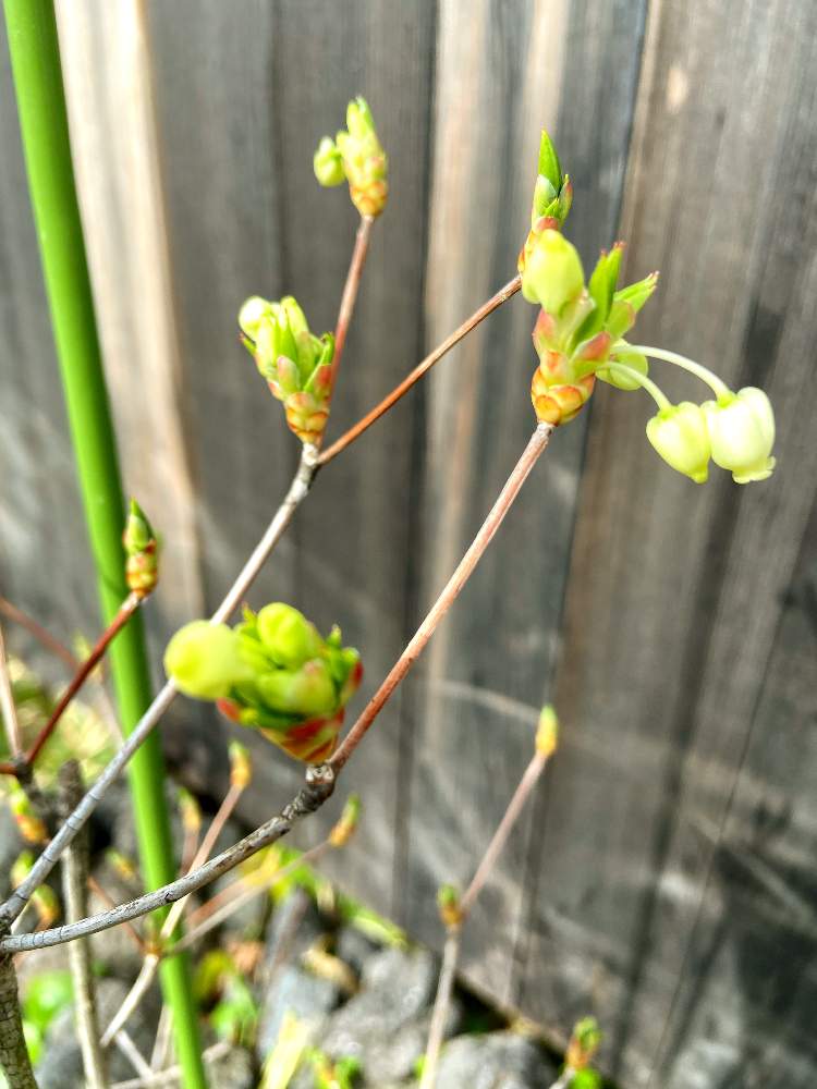 ドウダンツツジの投稿画像 By Kopeloさん 花芽と新芽と花のある暮らしと可愛いお花 21月4月3日 Greensnap グリーンスナップ