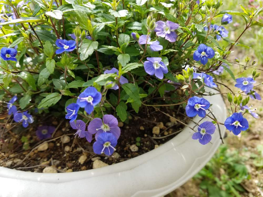 ベロニカ オックスフォードブルーの投稿画像 By 陸の上のあんこさん ありがとう と青い花とおうち園芸とあんこの庭と鉢植えと無農薬と花のある暮らしとpic加工なし 21月4月3日 Greensnap グリーンスナップ