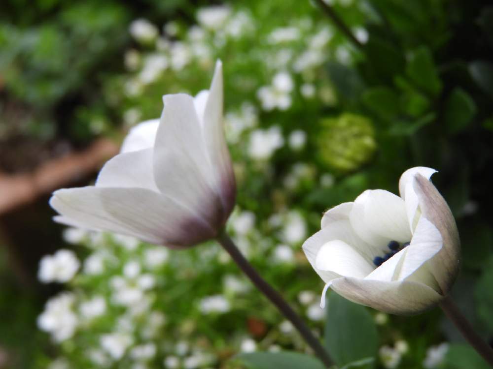 原種系アネモネ フルゲンスの投稿画像 By ほほさん アネモネ フルゲンスホワイトと静かに咲くと開花と4月と庭活と花のある暮らしと素朴な花と地植えとカメラ好き 21月4月3日 Greensnap グリーンスナップ