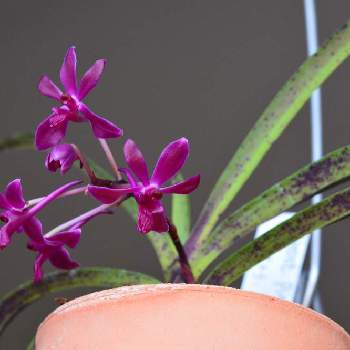 風蘭系交配種の投稿画像一覧 Greensnap グリーンスナップ