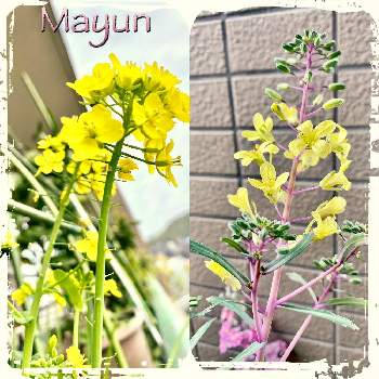 小松菜の花の投稿画像一覧 Greensnap グリーンスナップ