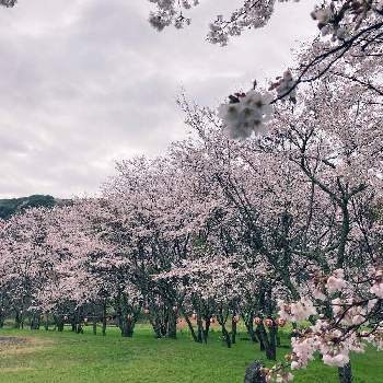 春一番の画像 by 仁美さん | お出かけ先とソメイヨシノと春に咲く花と春一番と安芸と桜　ソメイヨシノとかわいいとさくら