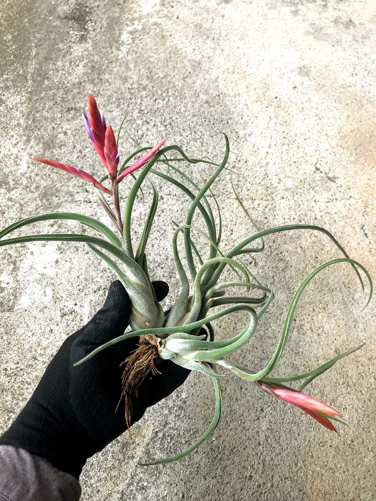 チランジアの投稿画像 By エアおっさんさん 100均エアプランツとチランジア カプトメデューサエと エアプランツ 21月4月3日 Greensnap グリーンスナップ