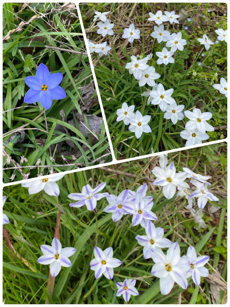 ニラバナの投稿画像 By ピーチさん ガーデニングと白い花と紫の花とおうち園芸 21月4月3日 Greensnap グリーンスナップ