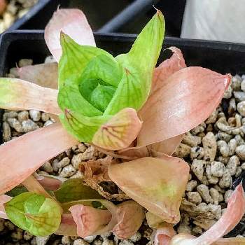 ハオルチア シンビフォルミス京の華 の投稿画像一覧 Greensnap グリーンスナップ ハオルチア シンビフォルミス京の華 の投稿画像一覧 Greensnap グリーンスナップ