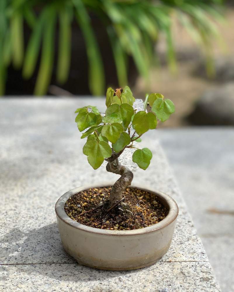 宮様かえでの投稿画像 By マージェさん かわいい と宮様カエデと盆栽も好きとミニ盆栽と盆栽初心者 21月4月3日 Greensnap グリーンスナップ