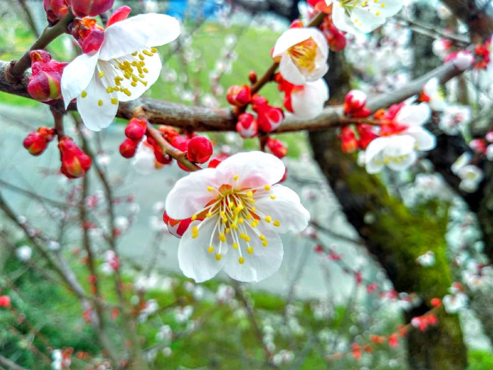 白梅の花の投稿画像 By あちゃこさん 可愛い花と春の訪れとうめのはなと庭木と綺麗な色 と花のある暮らしと白い花と良い香り 21月4月3日 Greensnap グリーンスナップ