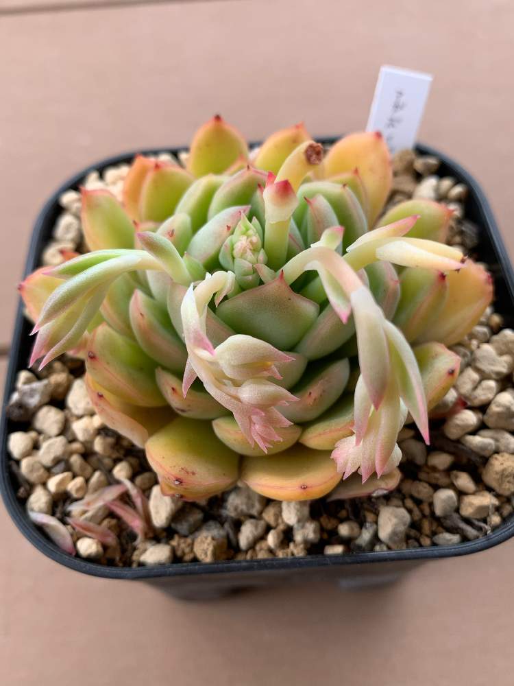 アガボイデスプリドニスの投稿画像 By くまのこママさん 多肉植物と成長点どうなる とポー友の会と朝のタニパトと多肉初心者とポー友の会関西支部と多肉2年生 21月4月3日 Greensnap グリーンスナップ
