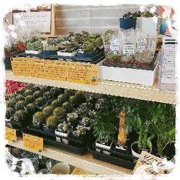 キャンドゥの投稿画像一覧 Greensnap グリーンスナップ