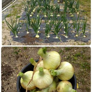 玉ねぎ,ミニ盆栽,夏野菜,冬野菜,家庭菜園奮闘日記の画像