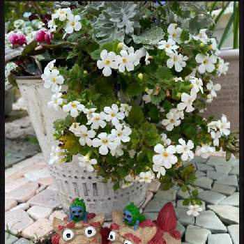 パコバの画像 by pagu mamaさん | 小さな庭とシャガとアッツ桜  白  ピンクとパコバと赤い花と白い花と花が好き❤とバラと夢CLUBと2021シーサーの日