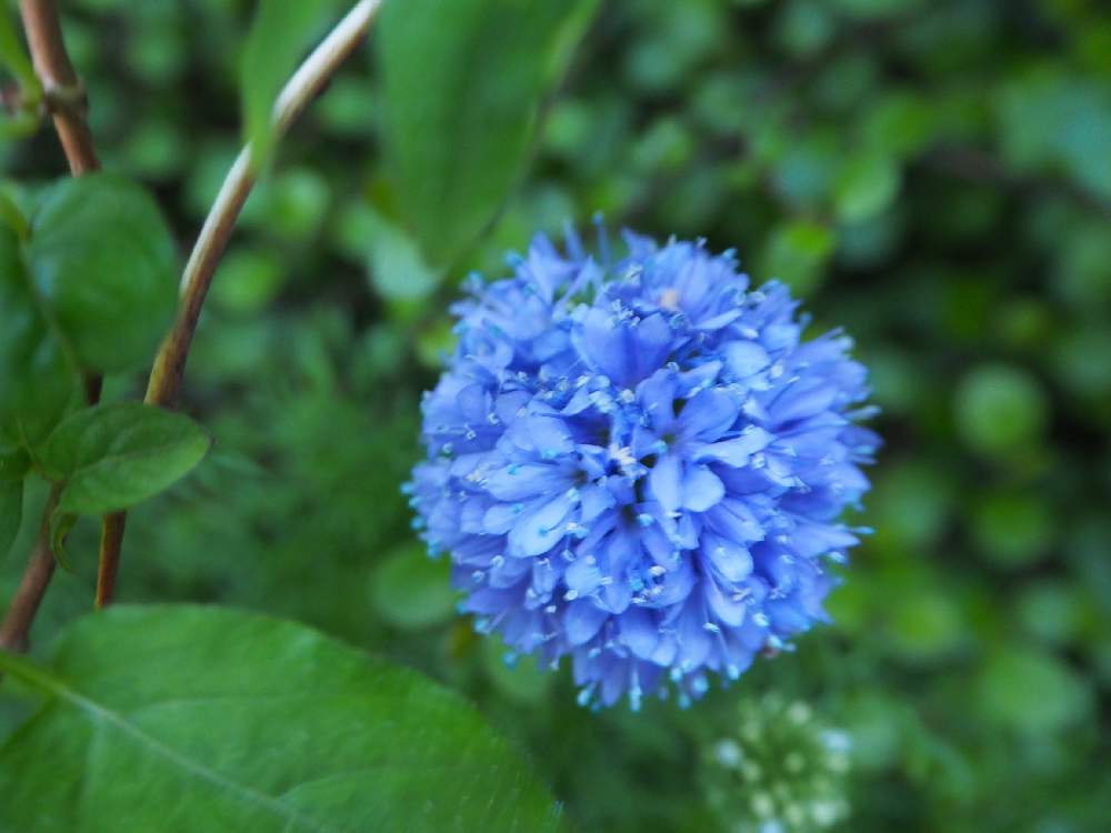 ギリアの投稿画像 By ジーンさん 花に囲まれたいとステキな色と可愛い花と花のある生活とキレイな花と花壇の花とおうち園芸と花好きと花のある暮らし 21月4月3日 Greensnap グリーンスナップ