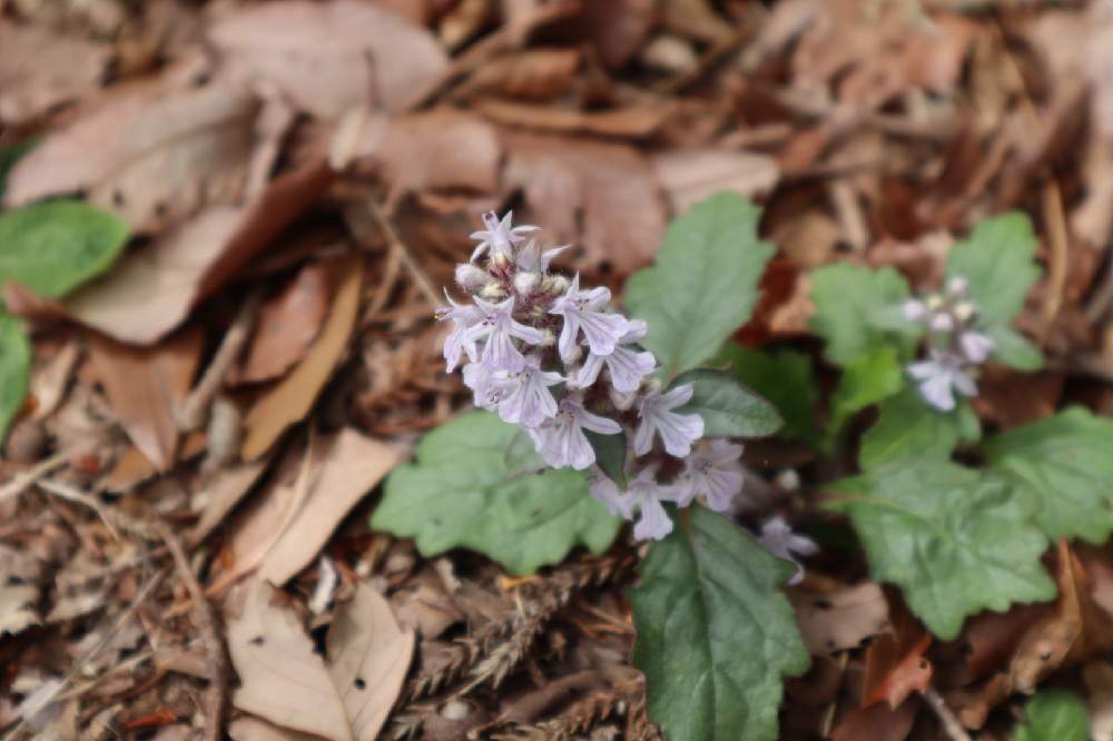 ジュウニヒトエの投稿画像 By Nori Thanさん 十二単 じゅうにひとえ と登山道の花と登山道の花 21月4月3日 Greensnap グリーンスナップ Greensnap グリーンスナップ