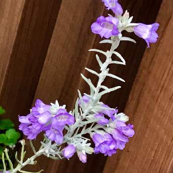 白い葉っぱの投稿画像一覧 Greensnap グリーンスナップ