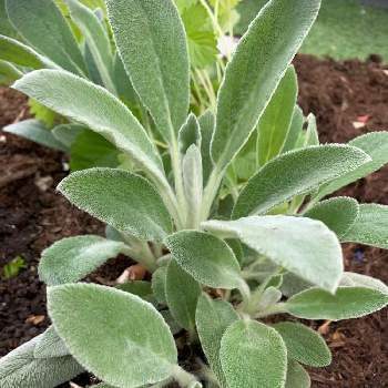 ラムズイヤーの育て方 植え付け時期や増やし方は 日陰に置くとよい Greensnap グリーンスナップ