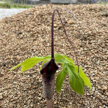 不気味な花の投稿画像一覧 Greensnap グリーンスナップ