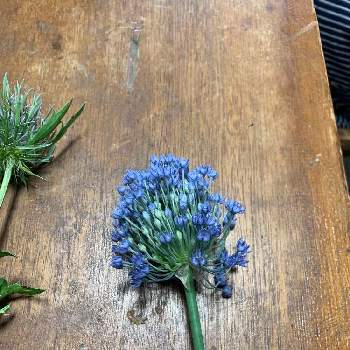 アガパンサスの投稿画像一覧 Greensnap グリーンスナップ