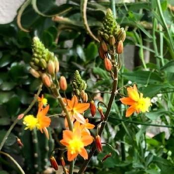 花アロエの投稿画像一覧 Greensnap グリーンスナップ