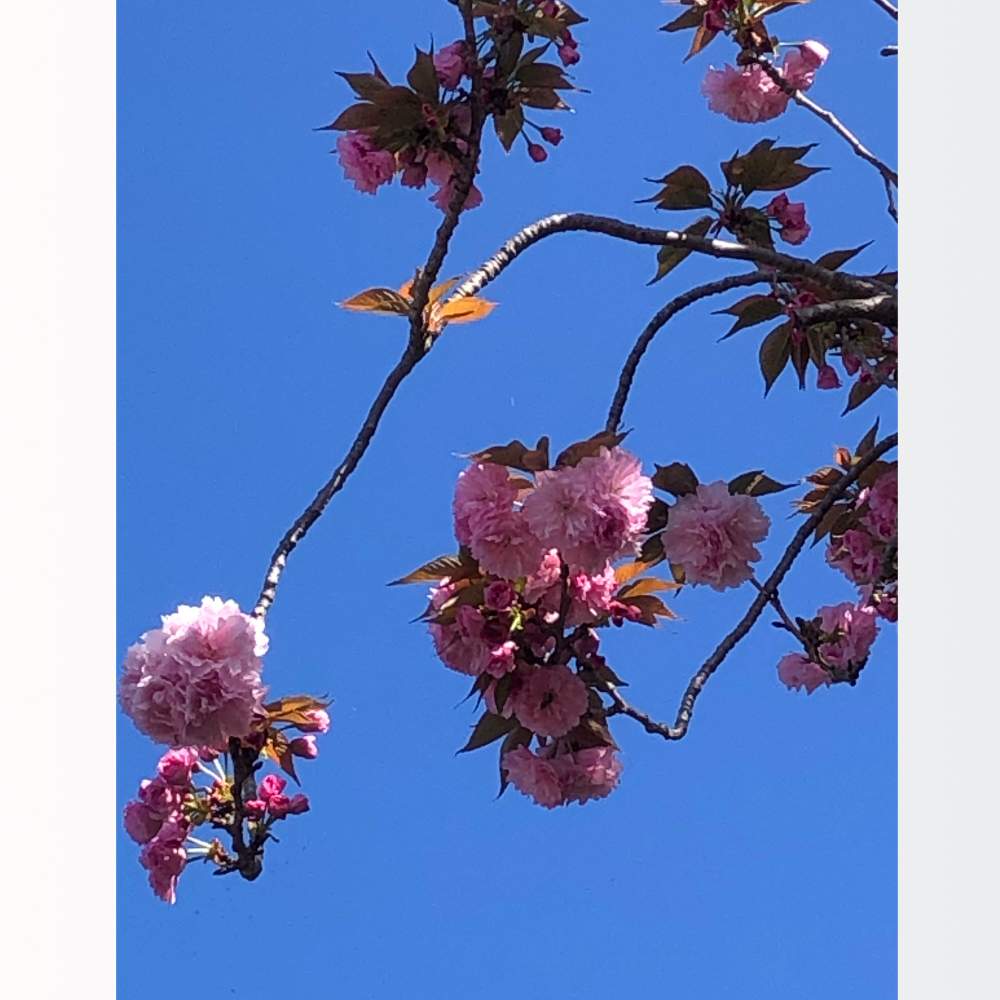 お出かけ先の画像 by ichiさん | お出かけ先とさくらと八重桜(牡丹桜)とバラ科〜と八重咲きの可愛いお花　♡