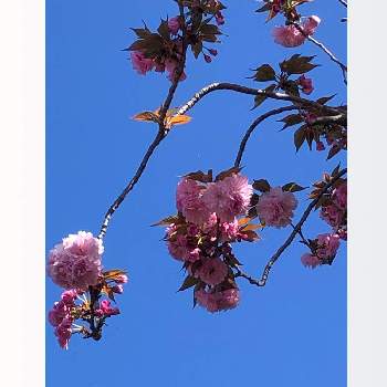 八重桜(牡丹桜)の画像 by ichiさん | お出かけ先とさくらと八重桜(牡丹桜)とバラ科〜と八重咲きの可愛いお花　♡