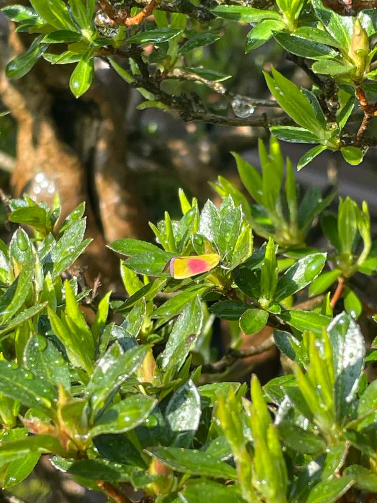 盆栽の投稿画像 By Ryo Ggさん 害虫駆除とサツキ盆栽と皐月 さつき 21月4月3日 Greensnap グリーンスナップ