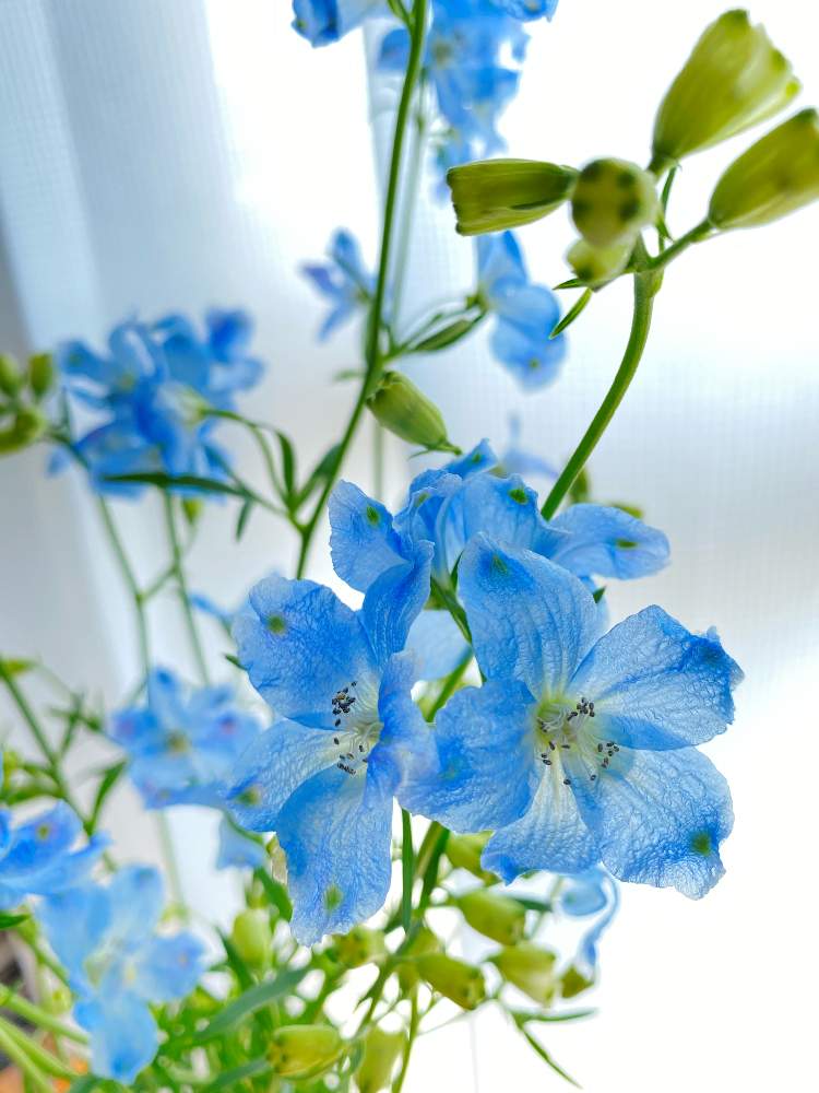 デルフィニウムの投稿画像 By Mioさん 21月4月3日 Greensnap グリーンスナップ