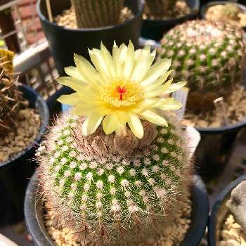 可愛いサボテンの投稿画像一覧 Greensnap グリーンスナップ