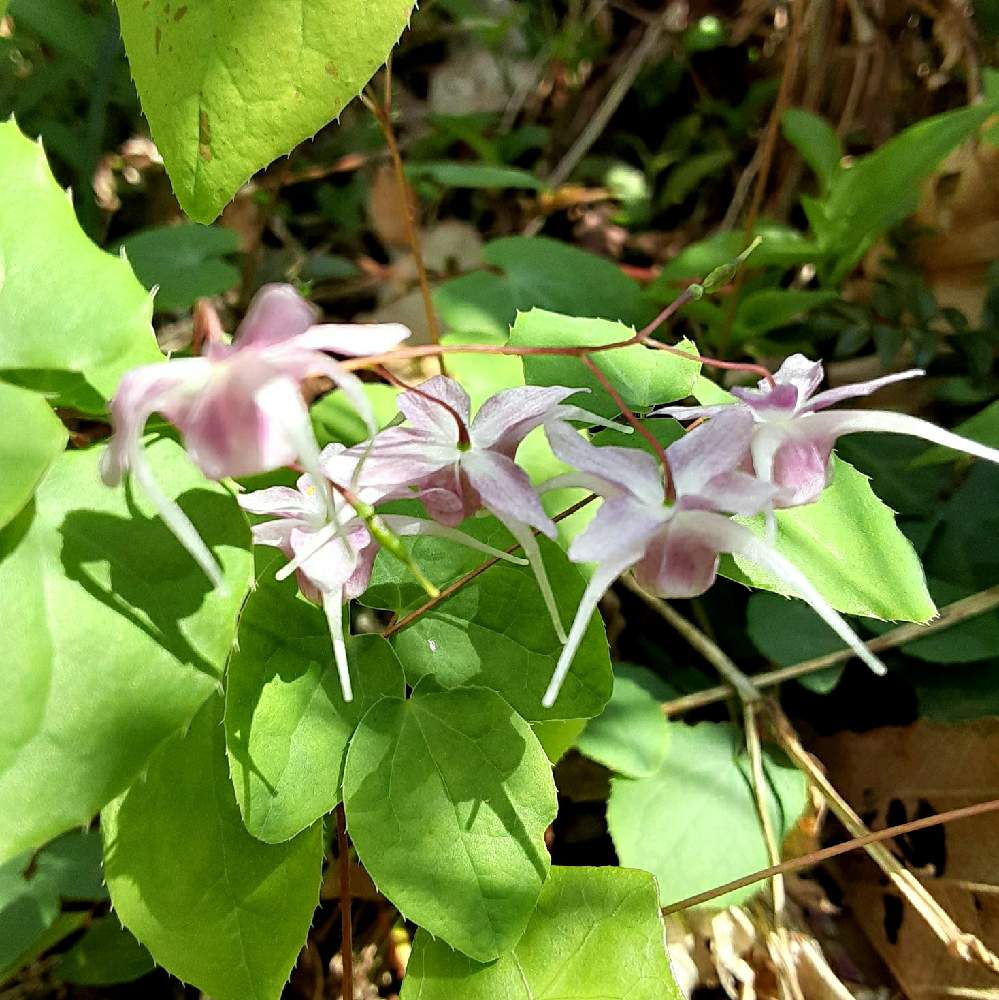 イカリソウの投稿画像 By デルフィニウムさん 山野草と実家の庭と春だね とイカリソウ と山野草と実家の庭と春だね とイカリソウ 21月4月3日 Greensnap グリーンスナップ Greensnap グリーンスナップ
