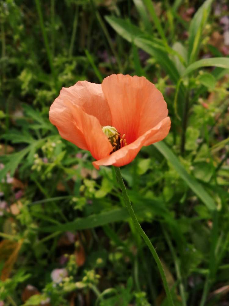 虞美人草の投稿画像 By Snowflakeさん 雛芥子と散歩と近所と桜宮橋 21月4月3日 Greensnap グリーンスナップ