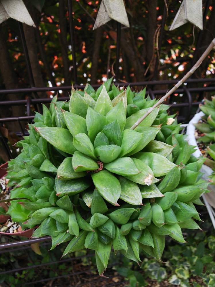 ハオルチア 宝草の投稿画像 By ルナママさん 多肉植物と放置栽培とモリモリ とハオルチア属と栽培記録とどんどん増える 21月4月3日 Greensnap グリーンスナップ