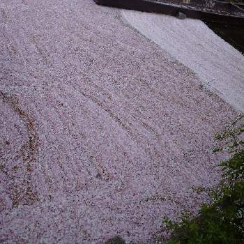 桜・そめいよしのの画像 by LiLiCoさん | お出かけ先と桜・そめいよしの