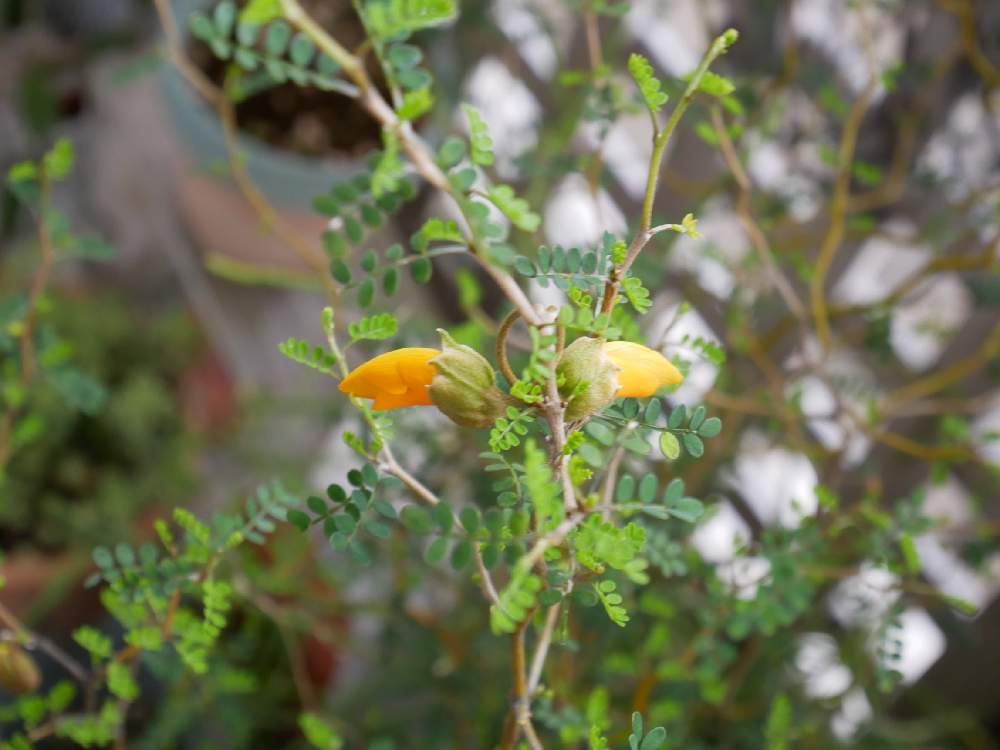 ソフォラ リトルベイビーの投稿画像 By Greenbirchさん バルコニー ベランダと花のある暮らしとno Green No Lifeと咲きましたと今日のお花と花のある暮らしとno Green No Lifeと咲きましたと今日のお花 21月4月3日 Greensnap グリーンスナップ Greensnap