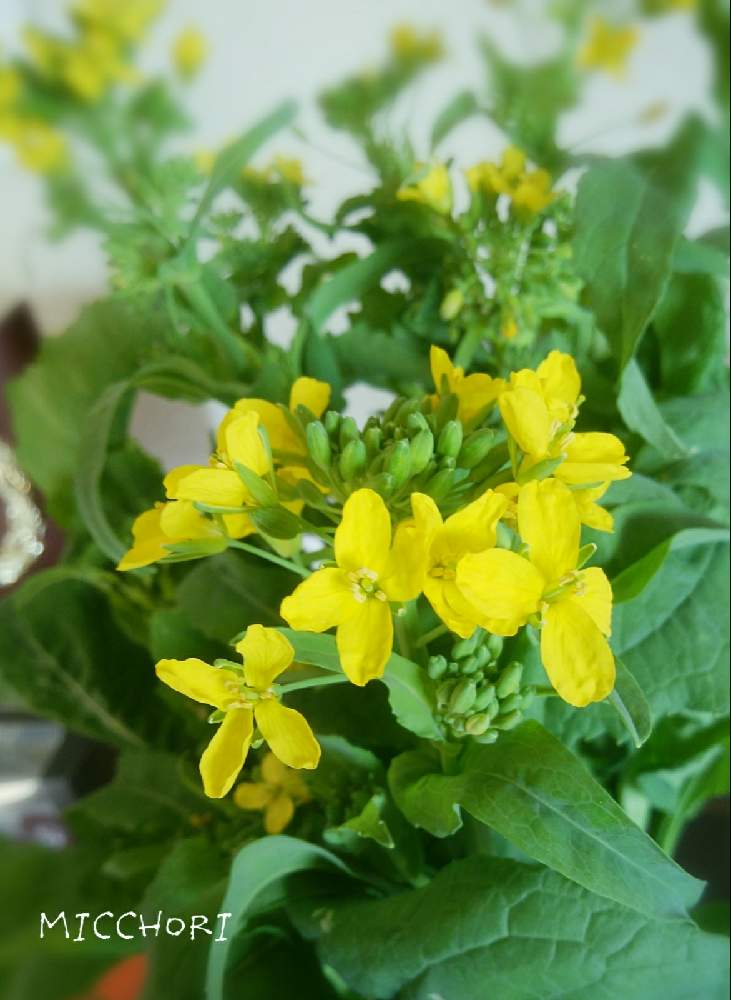 小かぶの投稿画像 By みっちょりさん 黄色い花とうさちゃんとおいしいとかわぃぃ ときいろの花とやさいとかわいいな と優しい色と小花が好き 21月4月3日 Greensnap グリーンスナップ