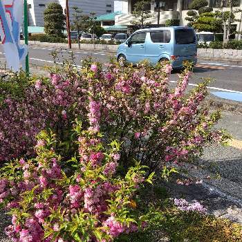 庭桜の投稿画像一覧 Greensnap グリーンスナップ 庭桜の投稿画像一覧 Greensnap グリーンスナップ