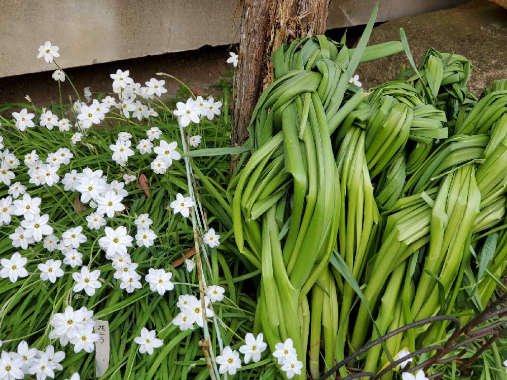 ハナニラの投稿画像 By ユカリさん スイセンと和風の庭と母の庭 21月4月3日 Greensnap グリーンスナップ