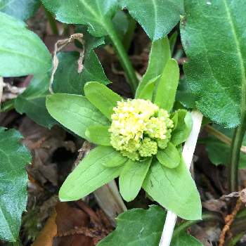 ふきのとうの投稿画像一覧 Greensnap グリーンスナップ