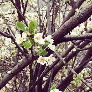 梨の木の投稿画像一覧 Greensnap グリーンスナップ