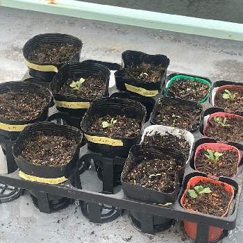 マイクロトマト,芽キャベツ,ハバネロ,韓国トウガラシ,テラスの画像