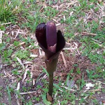 こんにゃくの育て方 年数別の栽培ポイントや収穫までの日数は Greensnap グリーンスナップ