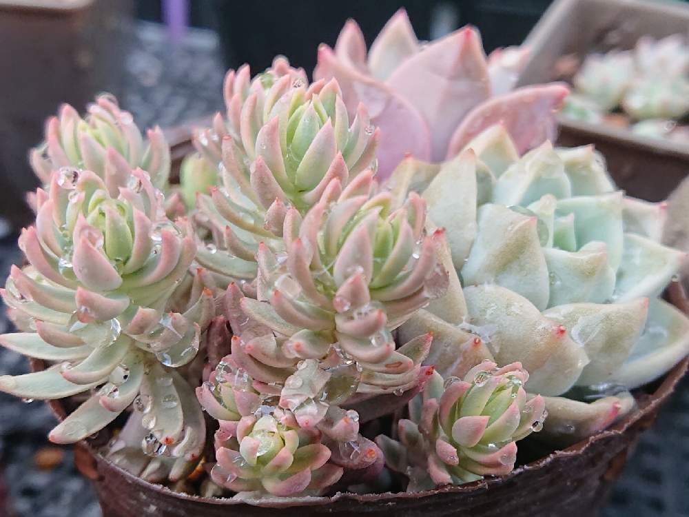 白牡丹の投稿画像 By ぼぼんばさん カメレオン錦とセダム属と多肉植物とみどりのある暮らしとワサワサとかわいい とセダム大好きと紅葉する多肉とピンク ピンクと多肉女子と多肉寄せ植えと多肉植物 多肉の有るくらし 21月4月3日 Greensnap グリーンスナップ