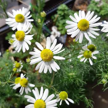 ジャーマンカモミールの育て方 種まきや収穫の時期は Greensnap グリーンスナップ