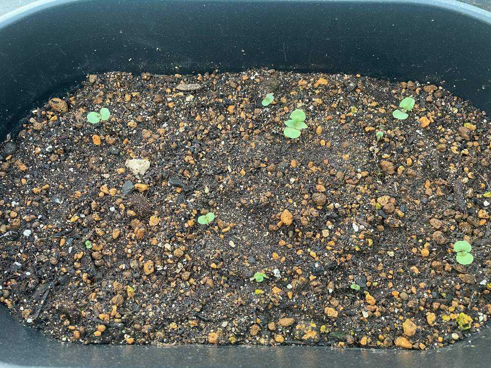 えごまの成長記録 Greensnap グリーンスナップ