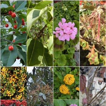 中国原産の投稿画像一覧 Greensnap グリーンスナップ