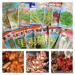 多肉植物,水耕栽培,多肉大好き,プランター野菜,癒しの画像