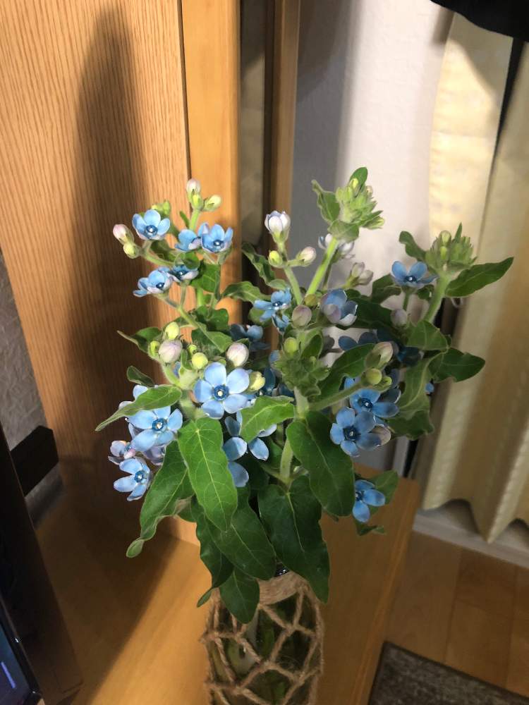 オキシペタラム ブルースターの投稿画像 By なおすんさん 21月4月3日 Greensnap グリーンスナップ