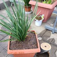 スノーフレーク 鈴蘭水仙 の育て方 球根の増やし方は 毒に注意が必要 Greensnap グリーンスナップ スノーフレーク 鈴蘭水仙 の育て方 球根の増やし方は 毒に注意が必要 Greensnap グリーンスナップ