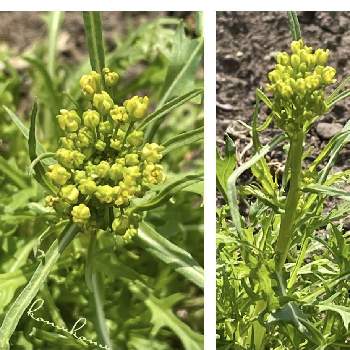 水菜の投稿画像一覧 Greensnap グリーンスナップ 水菜の投稿画像一覧 Greensnap グリーンスナップ