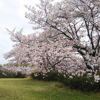 桜・そめいよしのの画像 by 正人さん | お出かけ先と桜・そめいよしの